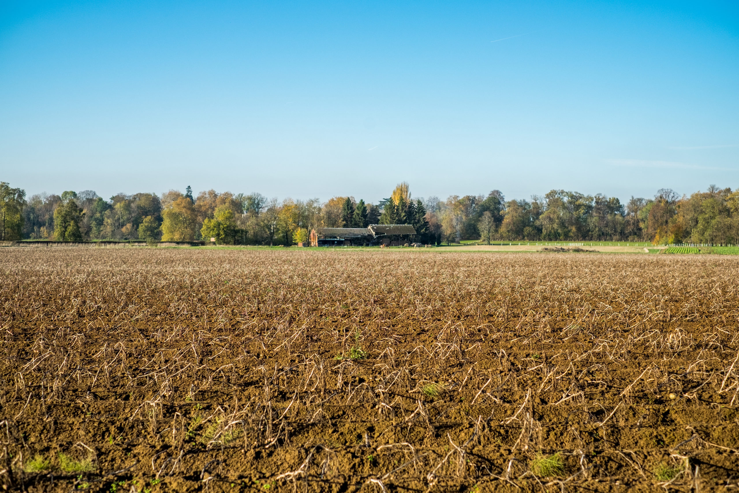 crop fields in the spring